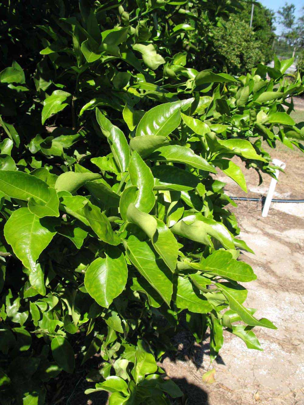            Sun leaves (Winter Haven, FL)   